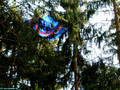 Pilot im Baum