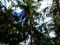 Pilot im Baum